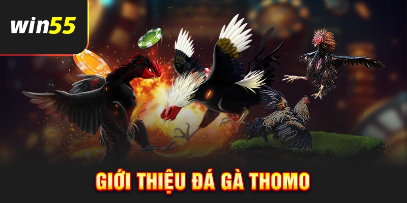 Giới thiệu loại hình đá gà Thomo
