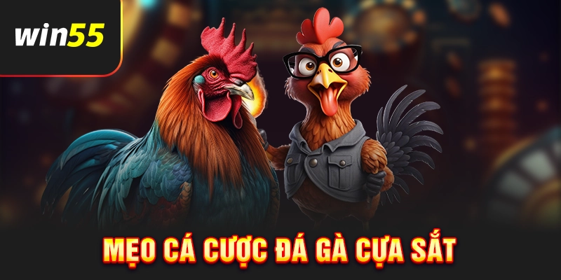 Mẹo cá cược đá gà cựa sắt hiệu quả