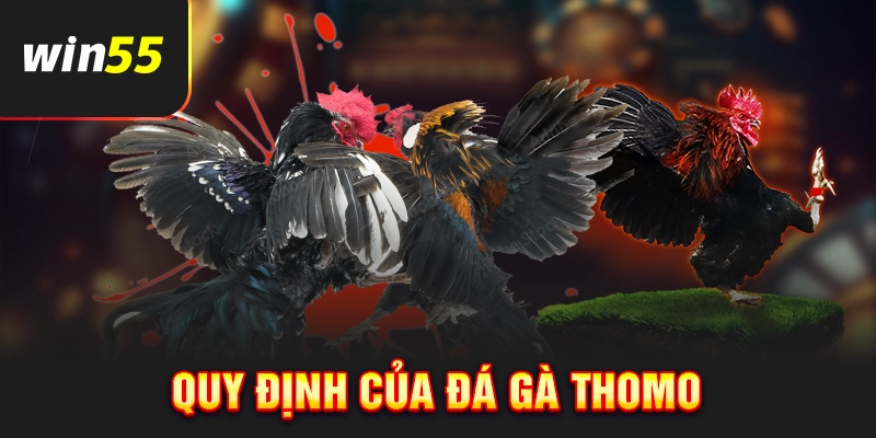Quy định cần biết khi tham gia đá gà Thomo