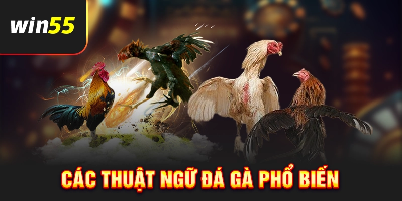 Một số thuật ngữ đá gà phổ biến