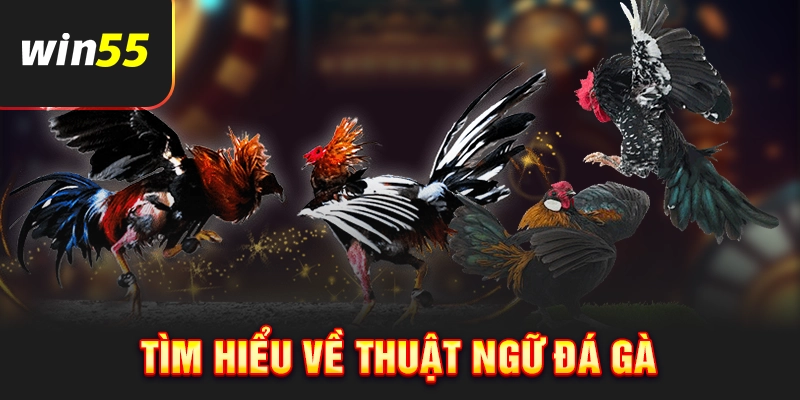 Tìm hiểu thuật ngữ đá gà
