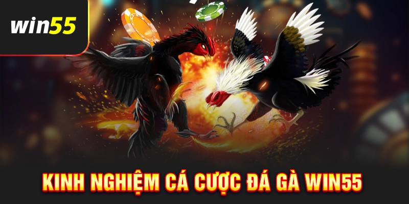 Kinh nghiệm cá cược tại sảnh đá gà Win55